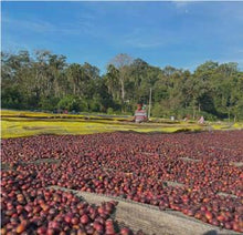 ETHIOPIA Guji Alaka ESPRESSO