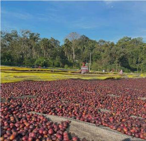 ETHIOPIA Guji Alaka ESPRESSO