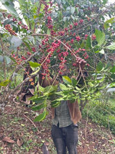 ETHIOPIA Guji Alaka ESPRESSO