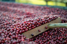 ETHIOPIA Alo Village - Tamiru Tadesse | LIMITED EDITION