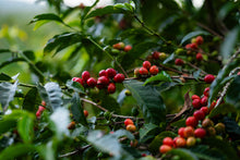 ETHIOPIA Alo Village - Tamiru Tadesse | LIMITED EDITION