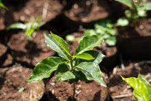 ETHIOPIA Alo Village - Tamiru Tadesse | LIMITED EDITION