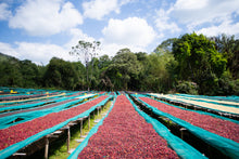 ETHIOPIA Alo Village - Tamiru Tadesse | LIMITED EDITION