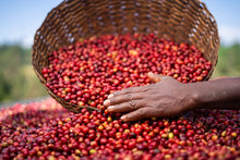 ETHIOPIA Alo Village - Tamiru Tadesse | LIMITED EDITION