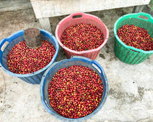INDONESIA Sumatra Asman Gayo | LIMITED EDITION