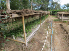 ETHIOPIA Guji Hambela FILTER