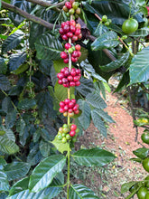 INDONESIA Bali Kintamani Karana ESPRESSO