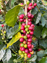 INDONESIA Bali Kintamani Karana ESPRESSO