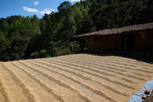 HONDURAS Franklin Nolasco Pacamara | LIMITED EDITION