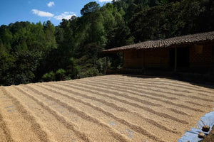 HONDURAS Franklin Nolasco Pacamara | LIMITED EDITION