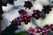 HONDURAS Franklin Nolasco Pacamara | LIMITED EDITION