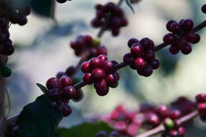 HONDURAS Franklin Nolasco Pacamara | LIMITED EDITION