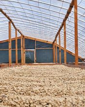 HONDURAS Franklin Nolasco Pacamara | LIMITED EDITION