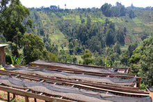 KENYA Gicherori AB Embu ESPRESSO