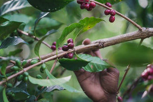 PNG Kindeng Mill FILTER