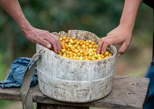 GOLD EDITION | PERU Finca Los Cocos FILTER