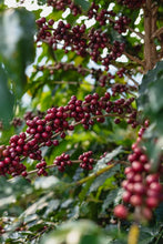 RWANDA Gishamwana Island ESPRESSO