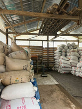 INDONESIA Sulawesi Yolan Tirta - Typica | LIMITED EDITION (Pre-Order)