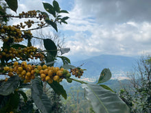 COSTA RICA Hermosa Tarrazu ESPRESSO