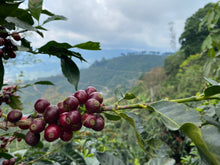 COSTA RICA Hermosa Tarrazu ESPRESSO