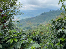 COSTA RICA Hermosa Tarrazu ESPRESSO