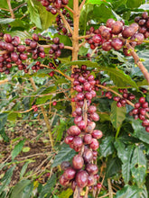 GUATEMALA Santa Rosa El Boqueron ESPRESSO