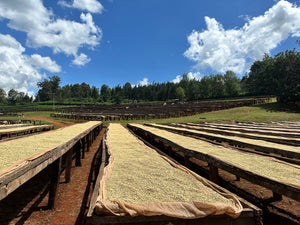 UGANDA Bulaago ESPRESSO