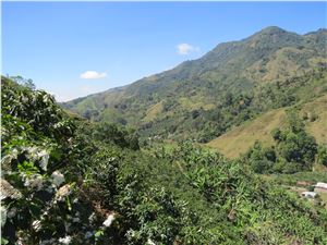 COSTA RICA Coopetarrazu Tirra ESPRESSO