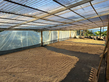 COLOMBIA Pink Bourbon - Adrian Lasso | LIMITED EDITION