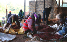 KENYA AA Kii Rungeto | LIMITED EDITION