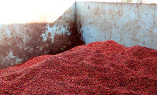 KENYA AA Kii Rungeto | LIMITED EDITION