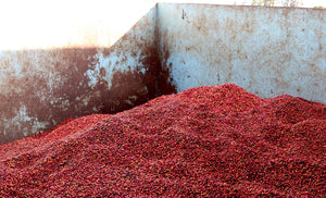 KENYA PB Kirinyaga Machakios FILTER