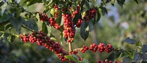 KENYA PB Kirinyaga Machakios FILTER
