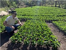 COSTA RICA Coopetarrazu Tirra ESPRESSO