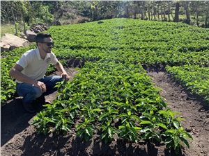 COSTA RICA Coopetarrazu Tirra ESPRESSO