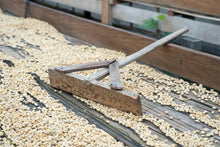 INDONESIA Sumatra Asman Gayo | LIMITED EDITION