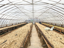 INDONESIA Sumatra Asman Gayo | LIMITED EDITION