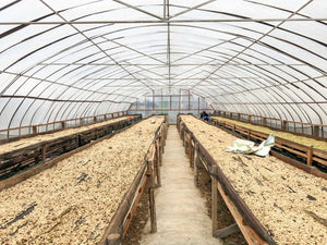INDONESIA Sumatra Asman Gayo | LIMITED EDITION