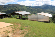 PERU Amazonas Pona Gona FILTER