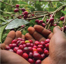 ETHIOPIA Yirgacheffe Gedeb ESPRESSO