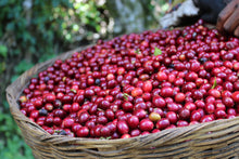 UGANDA Bulaago ESPRESSO